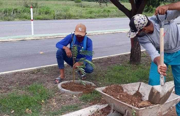 Prefeitura realiza o plantio de 171 mudas da espécie Flamboyant em toda extensão da Avenida de Prática Esportiva